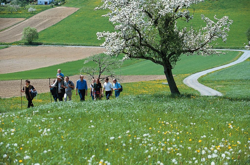 Apfelblüte Oststeiermark Tourismus © Reinhard Lamm