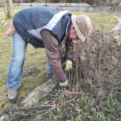 Strauchschnitt in der Gartenakademie Stift Seitenstetten © Doris Schwarz König