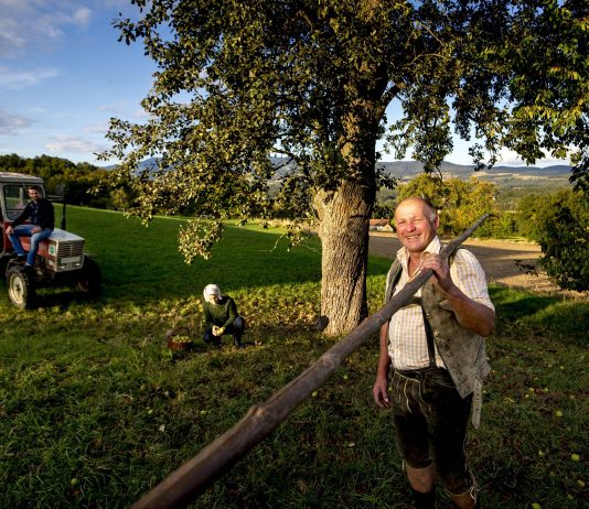 Alois Pöltl bei der Hirschbirnenernte in seinem Naturpark © STG Ikarus Tom Lamm