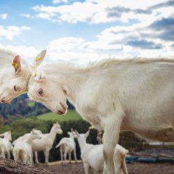 Ziegenkampf am Mandl's Ziegenhof © AMA GENUSS REGION